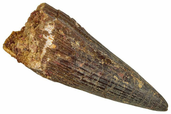 Fossil Spinosaurus Tooth - Robust Tooth #352982